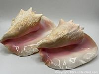 Two large queen conch shells with pink interiors and beige outer surfaces, displayed on a plain background.