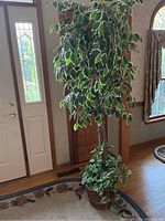 Full view of the tall faux ficus tree near a door and window, showing the height, detailed leaves, trunk and the woven basket base with additional faux plants.