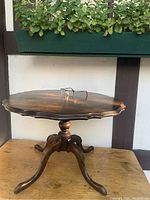 View of entire antique piecrust edge display table showing the scalloped tabletop with geometric veneer and solid hardwood construction.