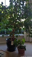 Large Weeping Fig plant in black ceramic pot, located by window with dense green foliage and wooden trunk.