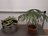 Front view of three African violet plants in a round metal tin planter with handles and Norfolk Island pine plant in clay pot.