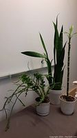 Photo showing three plants on a table against a white wall: Snake Plant with long vertical leaves, Bamboo Plant with stalk and leaves, Fishbone Cactus with spreading segmented branches, each in white plastic pots.