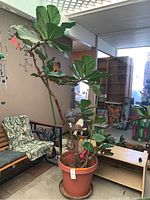 Full view of very tall fiddle-leaf fig plant in a large pot, showing leaves, woody stems, and surrounding environment.