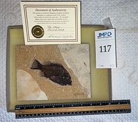Middle Eocene fossil fish specimen with certificate of authenticity and scale