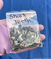 Photo shows a hand wearing a purple textured glove holding a clear plastic resealable bag with the label "Shark Teeth". The bag contains approximately 63 shark teeth varying in size and coloration from white to brownish gray.
