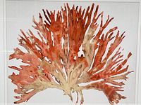 Close-up photo showing detailed coral-like reddish pink forms of the print.