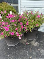 Two large outdoor planters side by side with pink flowering plants inside on blacktop near a white building.