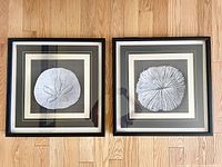 Two square framed seashell-themed art pieces side by side on wooden floor, showing black frames, silver and black mattes, and glass fronts.