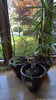 Three potted plants grouped near window in matching brown ceramic pots