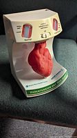 Front view of hypertension educational display showing red 3D heart, pressure level indicators, and base text