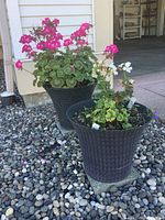 Photo showing two black plastic planters with woven basket texture and various colored geranium flowers on gravel ground