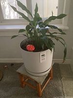 Large potted plant with broad green leaves in white ceramic pot placed on small wooden stool