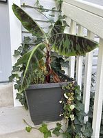 Large green and purple spotted leaf plant in a gray square planter on a porch with ivy in the background.