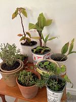 Overview of eight potted plants and herbs on wooden surface showing leaf and pot details