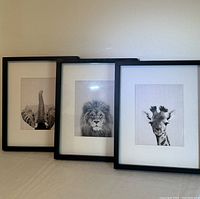 Three black framed animal pictures arranged together. Elephant, lion, giraffe. All in white matting. One frame missing glass.