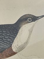Close-up detail of the bird's head and upper body showing detailed feathering and coloration in the engraving.