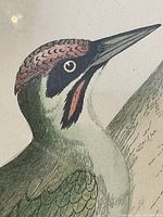 Close-up of hand coloured woodpecker engraving showing detailed coloration and stylistic elements.