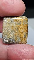 Front side close-up of square fossil coral cabochon gemstone showcasing natural coral polyps and polished surface.