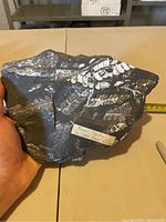 Front side close-up showing detailed fern fossil imprints on dark rock slab and a label stating 'Fossil Ferns St. Clair Penn'.