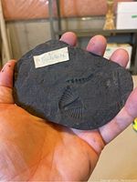 Top side view of dark gray stone slab in palm showing visible trilobite fossil imprint and label 'trilobite' attached