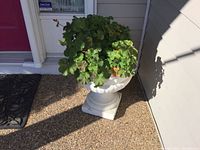 Full view of white painted cement planter with Geranium plant inside, showing placement on outdoor surface near a door.