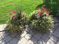 Photo of two grey planter pots placed outdoors on stone and grass surfaces, showing pink and red flowers, green grasses, and trailing foliage plants.
