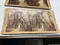 Close-up photo of a black and white stereoview card depicting Hammock's Park in Orlando, Florida with visible text and forested path.