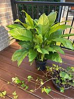 Large peace lily plant with wide green leaves in a black plastic pot on wooden deck.