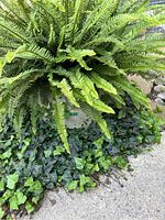 Close-up image showing large fern with long green fronds and some ivy ground cover around the pot.