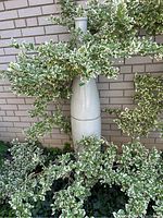 Tall white ceramic urn surrounded by variegated green plants and situated against a brick wall.