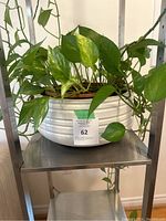 Mature pothos plant with green variegated leaves in a white ribbed ceramic pot on metal shelf.