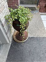 Full view of rust-colored metal outdoor pot with live trailing leafy green plant with variegated white edges, placed on concrete ground at an entrance area.