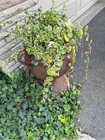 Large rustic metal outdoor pot with two handles, containing a variegated trailing green plant with white edges, situated next to a stone wall and driveway.
