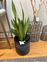 Full view of Mother In Law's Tongue plant growing in decorative black planter pot with embossed leaf design on hardwood floor near metal table and silver vases.
