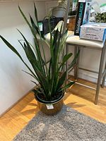 Full view of tall healthy Mother In Law's Tongue plant with long dark green variegated leaves standing upright in a bronze/gold-toned metal pot on a wooden floor.