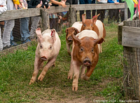 Four young pigs running inside a fenced area with spectators watching behind the fence.