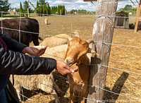 Photo showing farm animals (goat and sheep) that are attractions at the festival