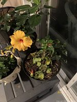 Yellow hibiscus plant with a blossom and a smaller hibiscus plant with some dried leaves in a pot