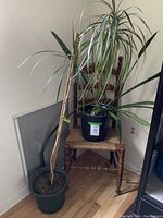 Tall dracaena plant with long, arching green leaves in a black plastic pot placed on a wooden chair.