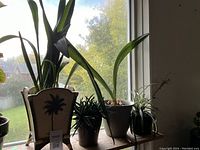 Four indoor potted plants on a wooden shelf near a window with a view of trees and houses outside.