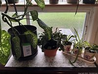 Wide view of large spotted plant, leafy plant, and three small potted plants on white tray on fabric-covered table by window.