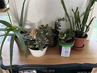 Front view of six live potted plants on a wooden table with a window background.