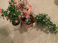 Overview photo showing box of crafting flowers, white potted silk rose bush and artificial philodendron on carpet.