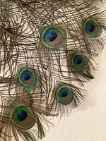 Close-up image showing several peacock feather eyespots with distinctive blue and green iridescent colors and delicate filaments.