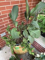 Full view of ceramic planter with mixed plants showing leafy plant, ivy, and red flowers.