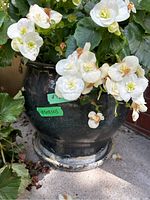 Photo of dark ceramic planter showing white flowers and pot shape and finish