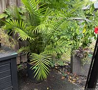 Full view of live palm with several green fronds in black ribbed resin planter on outdoor ground