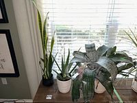 Three live indoor plants displayed on a small wooden surface in front of window blinds showing the snake plant, aloe plant, and bromeliad in their pots.