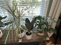 View of three indoor plants on a wooden surface in front of a window with blinds. From left to right: Dracaena marginata with long spiky leaves, Rubber Plant with thick dark leaves, Peace Lily with broad shiny green leaves.