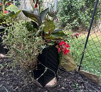 Two black faux wicker resin planters in yard with canna lily plants and soil inside, surrounded by mulch and next to chain link fence.